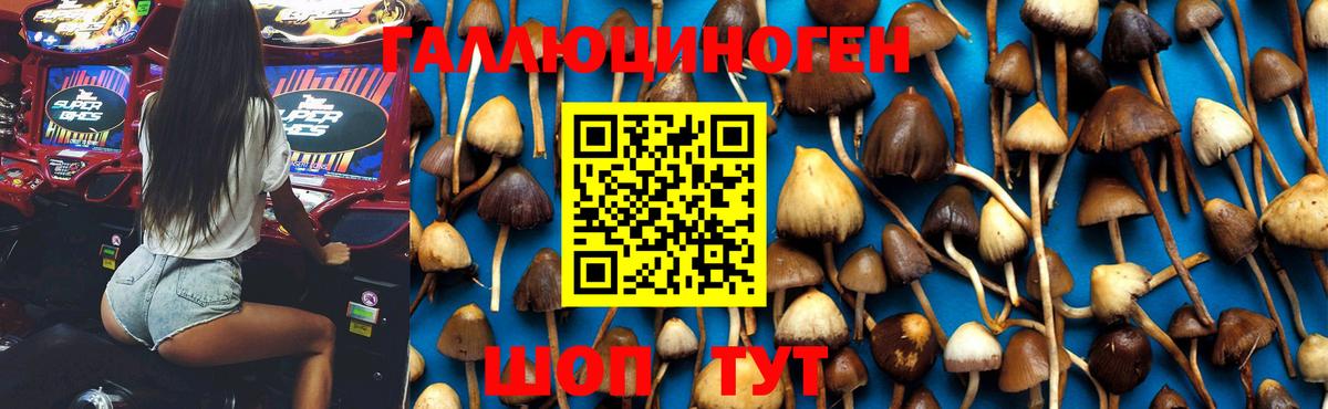 Галлюциногенные грибы MAGIC MUSHROOMS  Вход с VPN  Псилоцибиновые грибы прущие грибы  Красный Сулин 